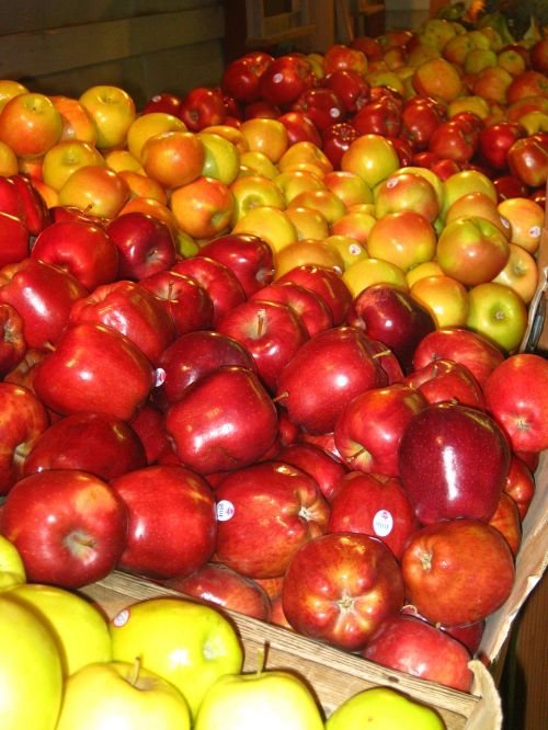 apple harvest fall