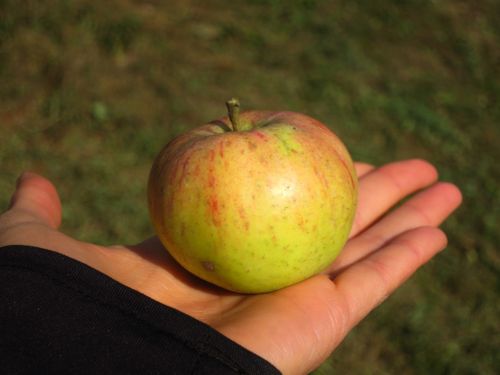 apple hand food