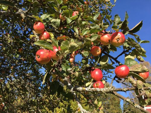 apple apple tree autumn