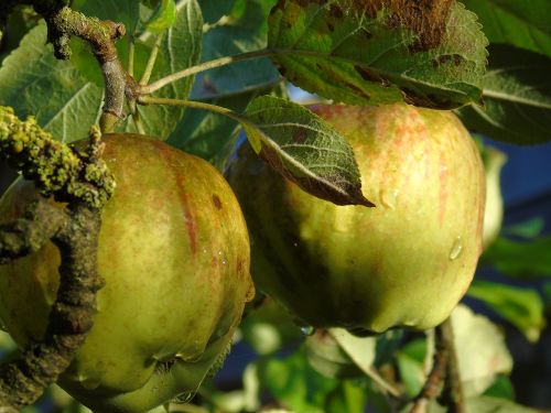 apple apple tree autumn