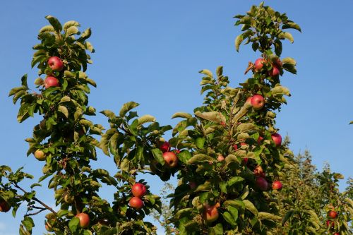 apple apple tree fruit