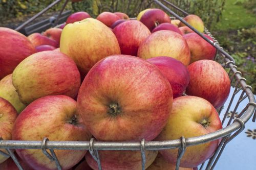 apple boskoop pome fruit