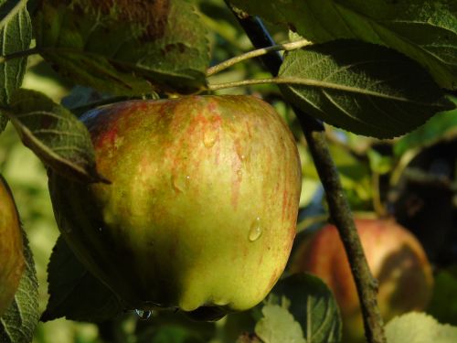 apple apple tree autumn