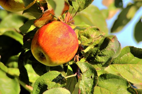 apple tree nature