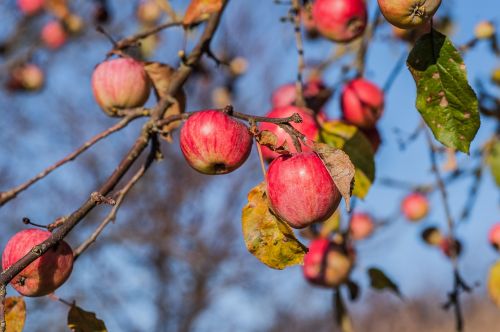 apple fruit tree november