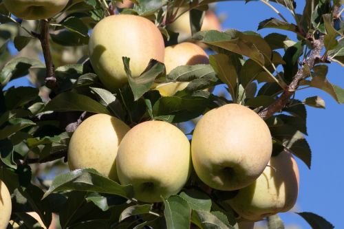 apple tree fruits