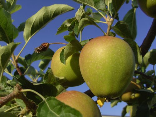 apple tree fruit