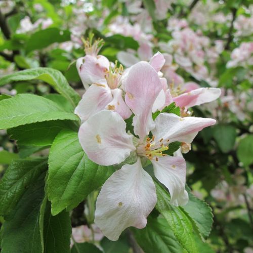 apple blossom bloom