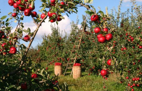 apple tree orchard