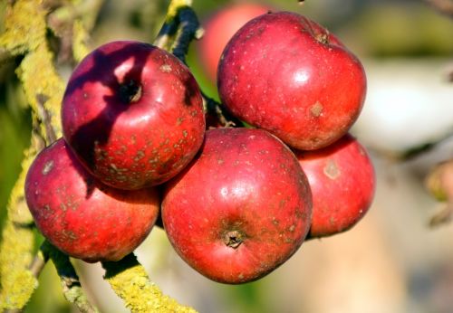 apple apple tree fruit