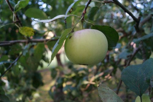 apple fruit frisch