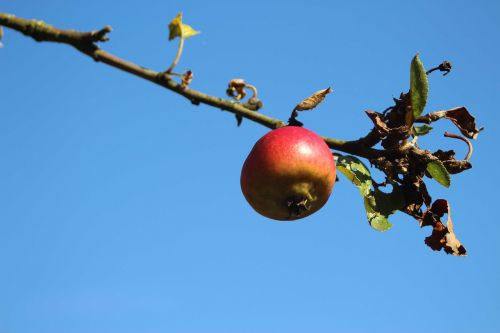 apple branch sky