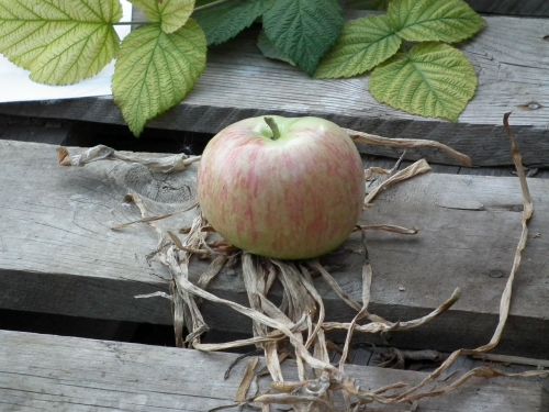 apple fruit ripe