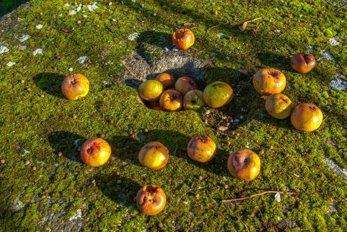 apple fruit lichen