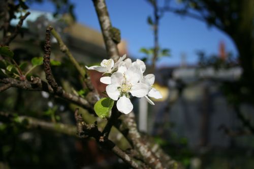 apple blossom tree