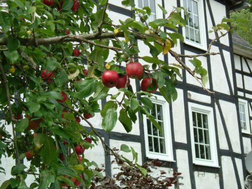 apple fachwerkhaus tree