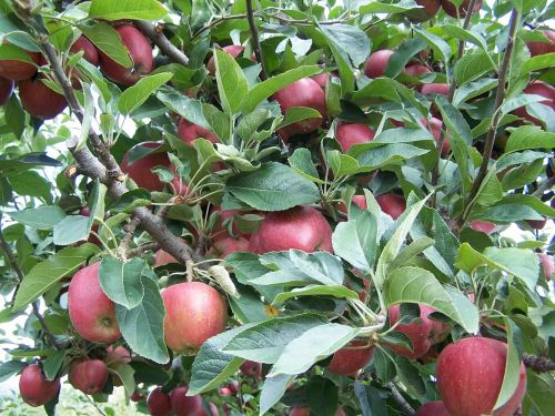 apple tree fruit
