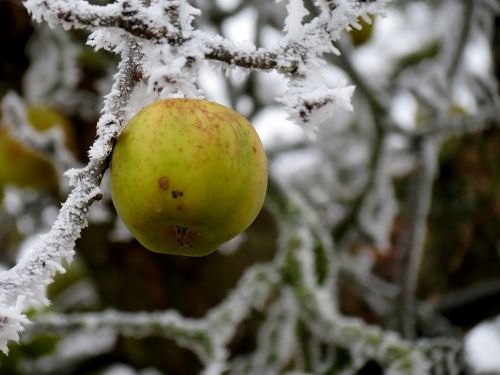 apple winter ripe