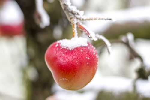 apple winter snow