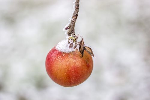 apple winter snow