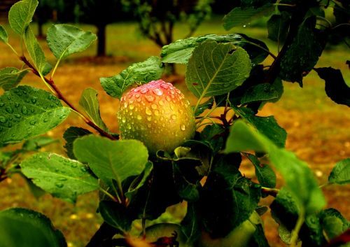 apple fruit rain
