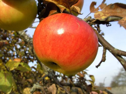 apple apple tree autumn