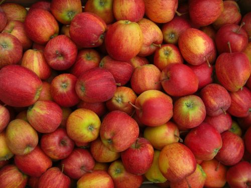 apple fruits eat