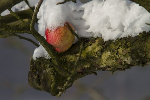 apple winter snow