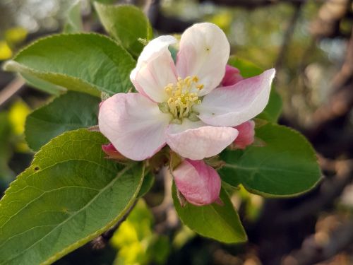 apple blossom nature