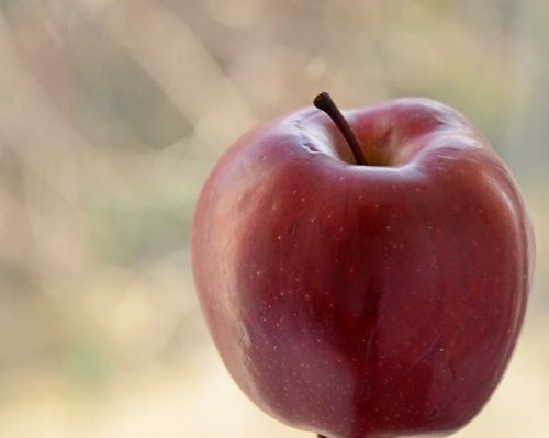 apple fruit red