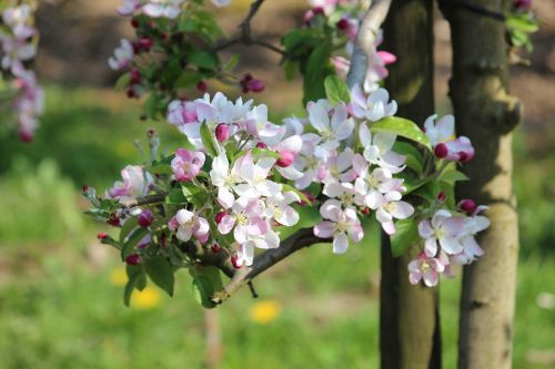 apple blossom bloom