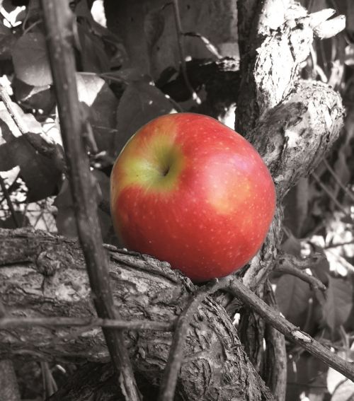 apple tree fruit