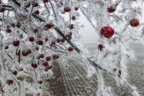 apple frozen on a tree