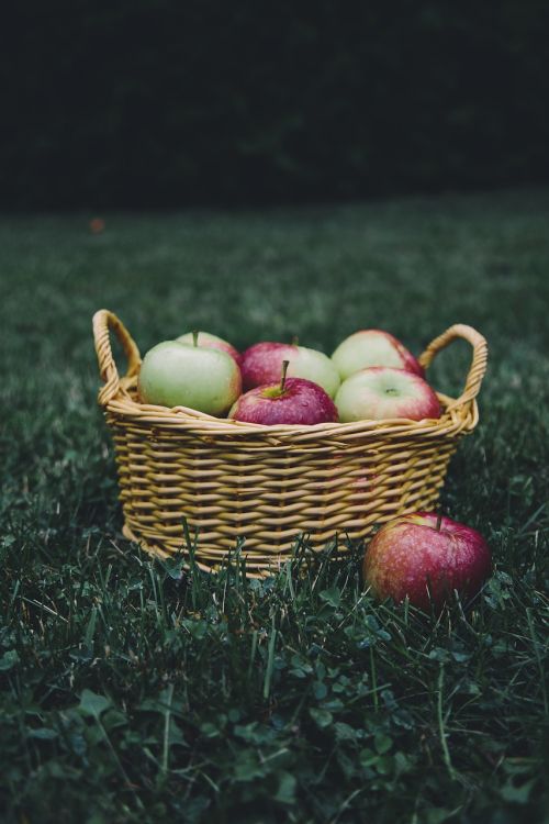 apple apples apple picking