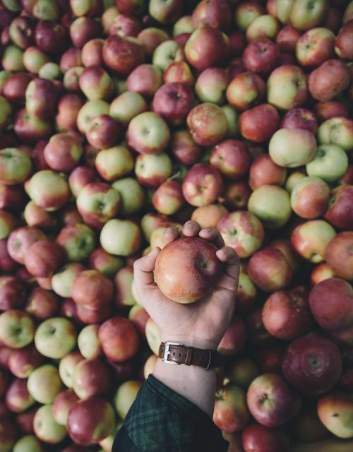 apple apples apple orchard