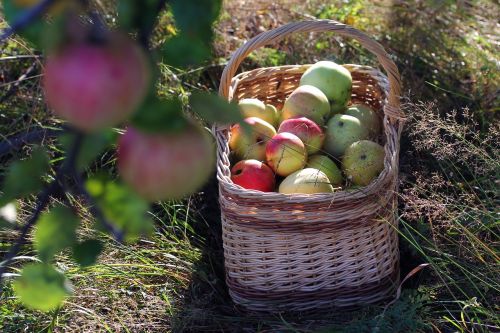 apple basket autumn