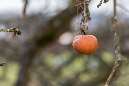 apple tree fruit