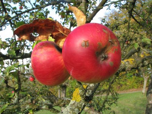 apple fruit late summer