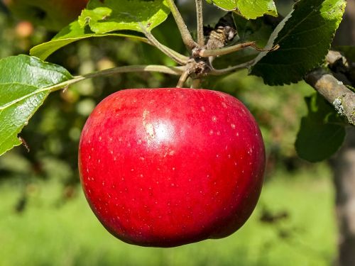 apple fruit tree fruit
