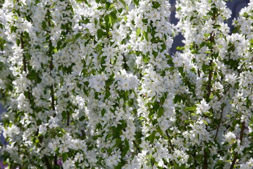 apple flower spring