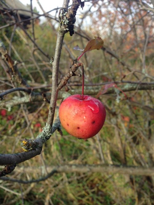 apple branch fruit