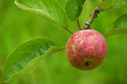 apple fruit vitamins