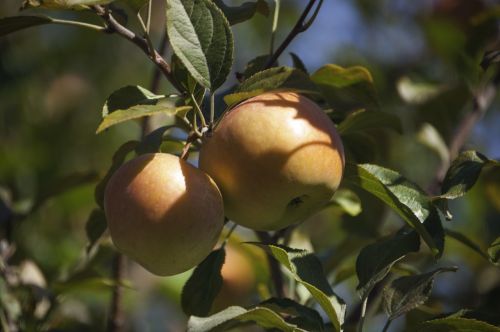 apple tree nature