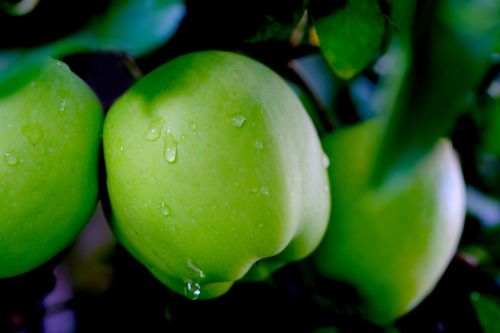 apple rain fruit