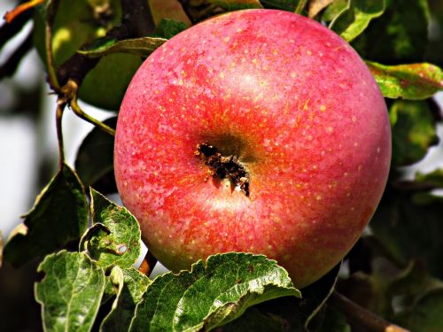 apple fruit apples