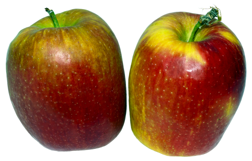 apple fruit pome fruit