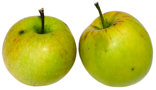apple fruit pome fruit