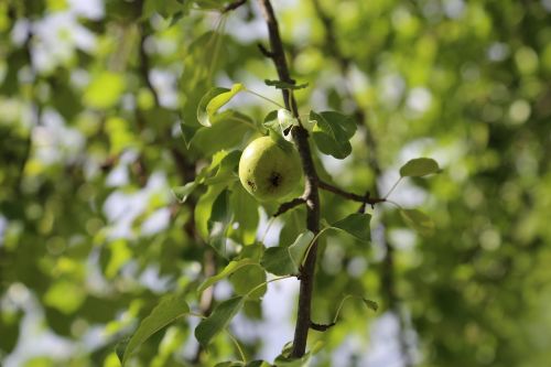 apple tree nature