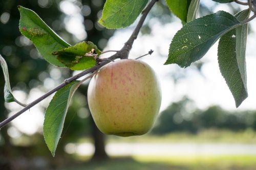 apple apple tree fruit