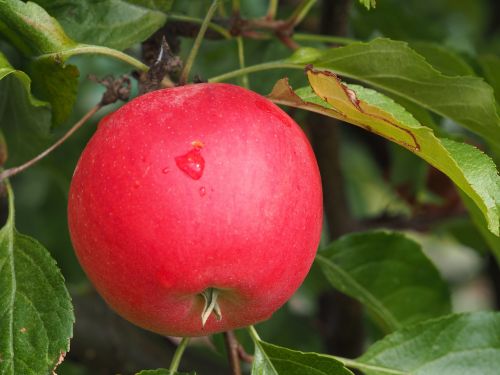 apple bio harvest